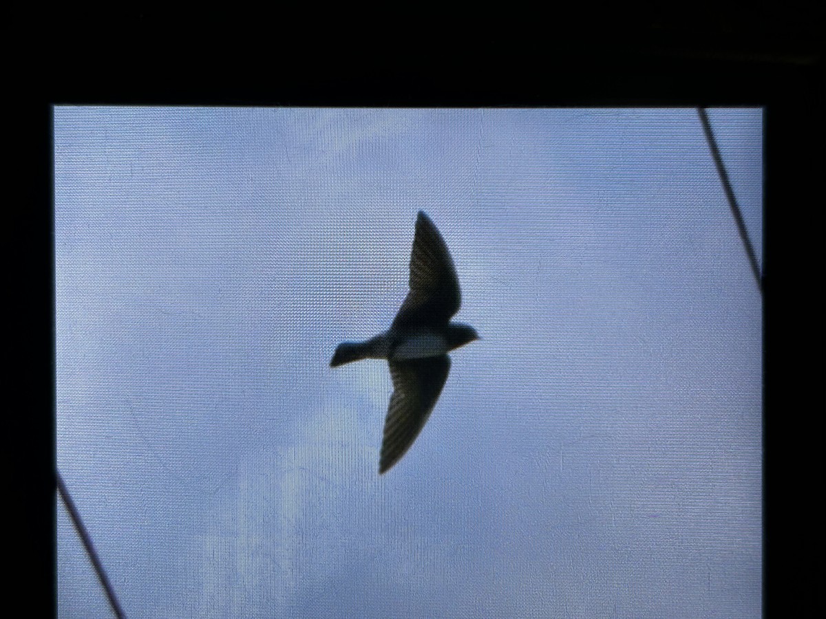 Cliff Swallow - ML639489241