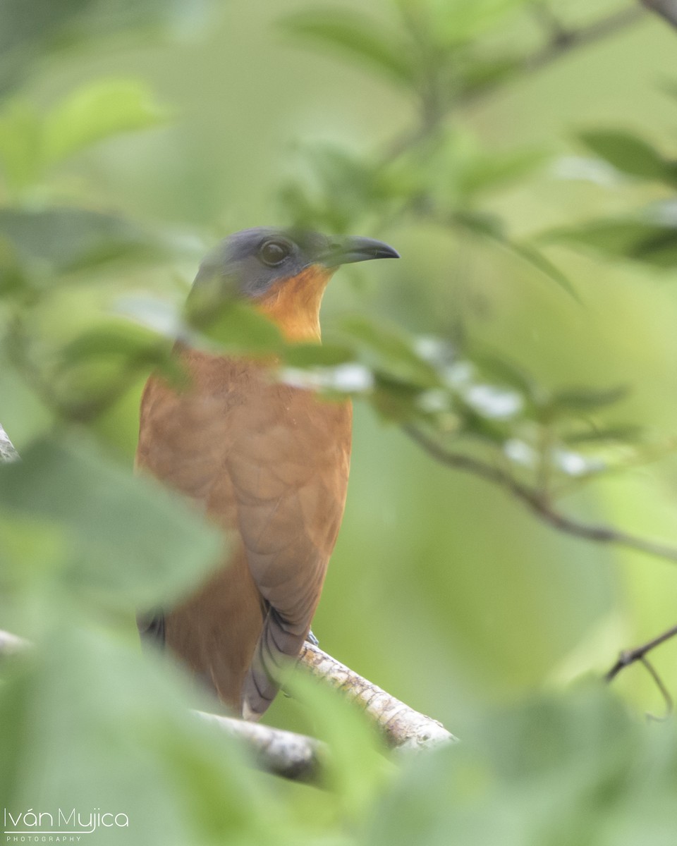 Gray-capped Cuckoo - ML639489255
