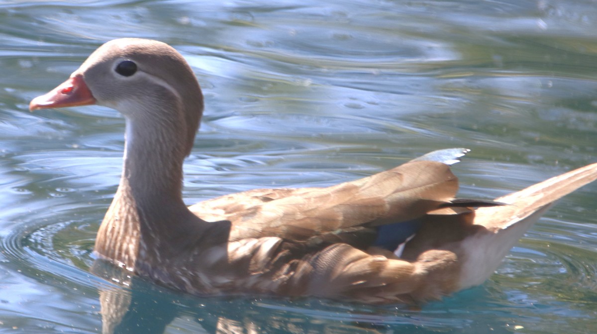 Mandarin Duck - ML639489268
