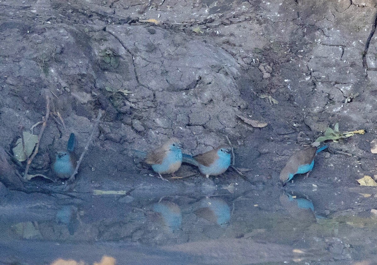 Southern Cordonbleu - ML639489269