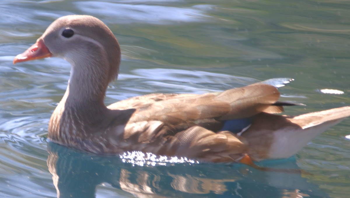 Mandarin Duck - ML639489275