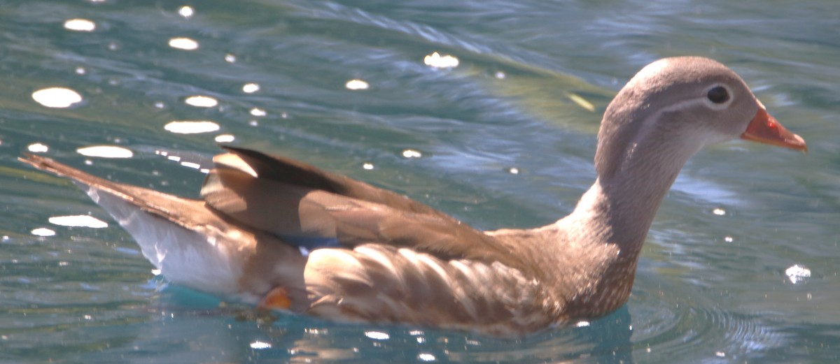 Mandarin Duck - ML639489276