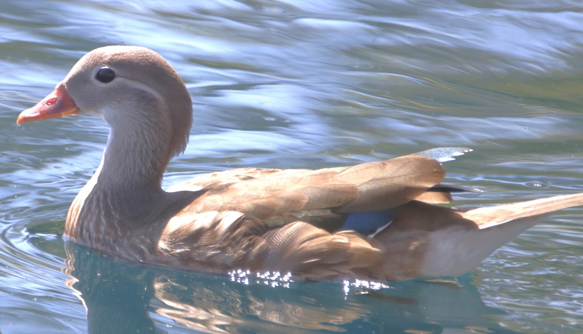 Mandarin Duck - ML639489277