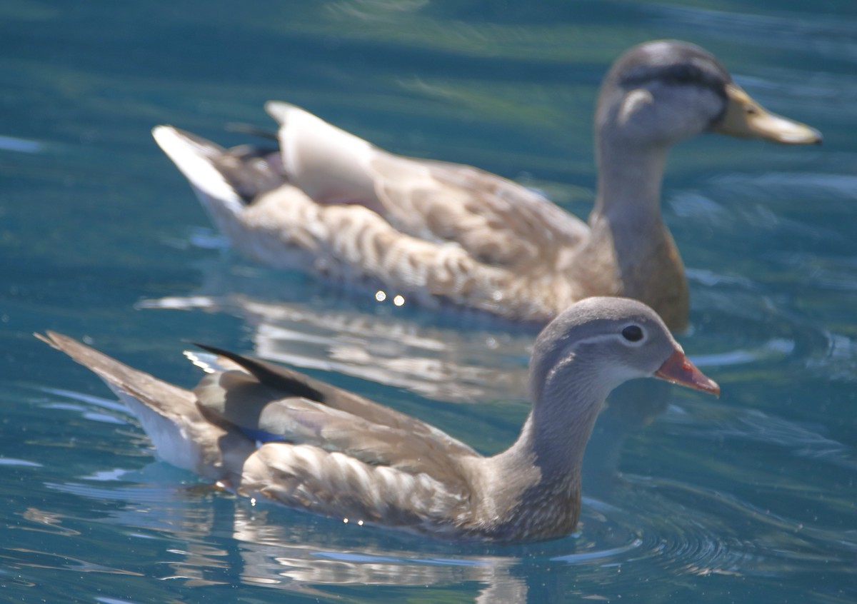 Mandarin Duck - ML639489278