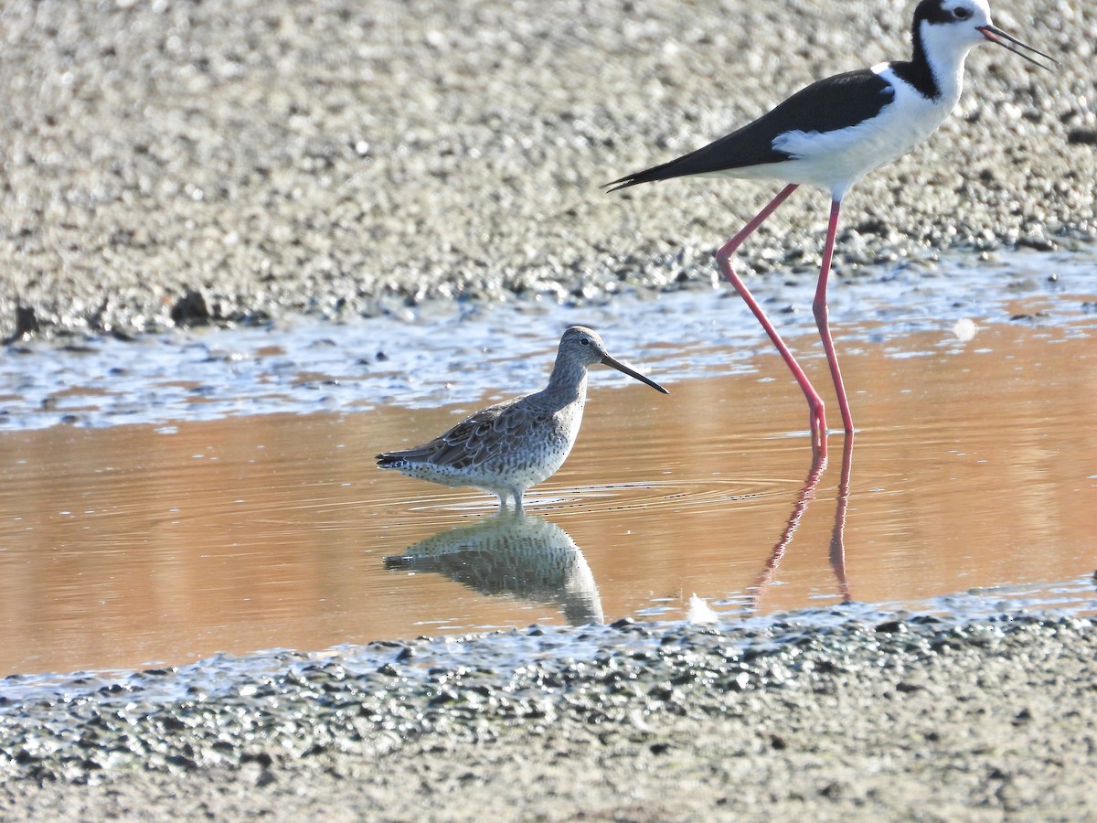Short-billed Dowitcher - ML639489289