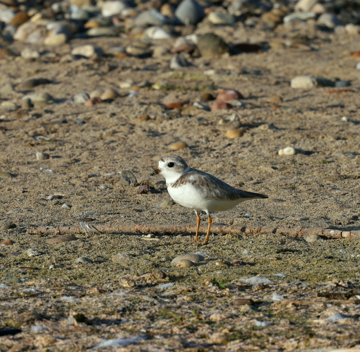 Piping Plover - ML639489297