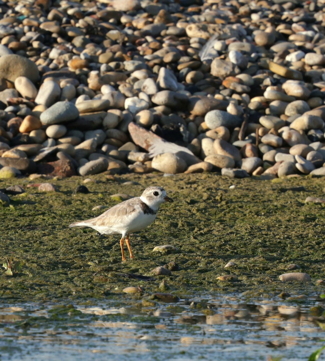 Piping Plover - ML639489301
