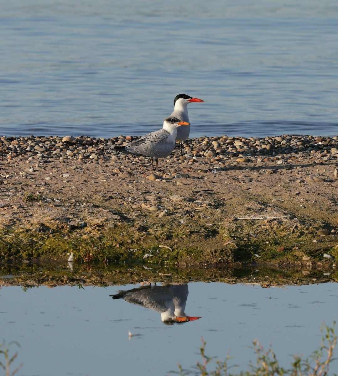Caspian Tern - ML639489305