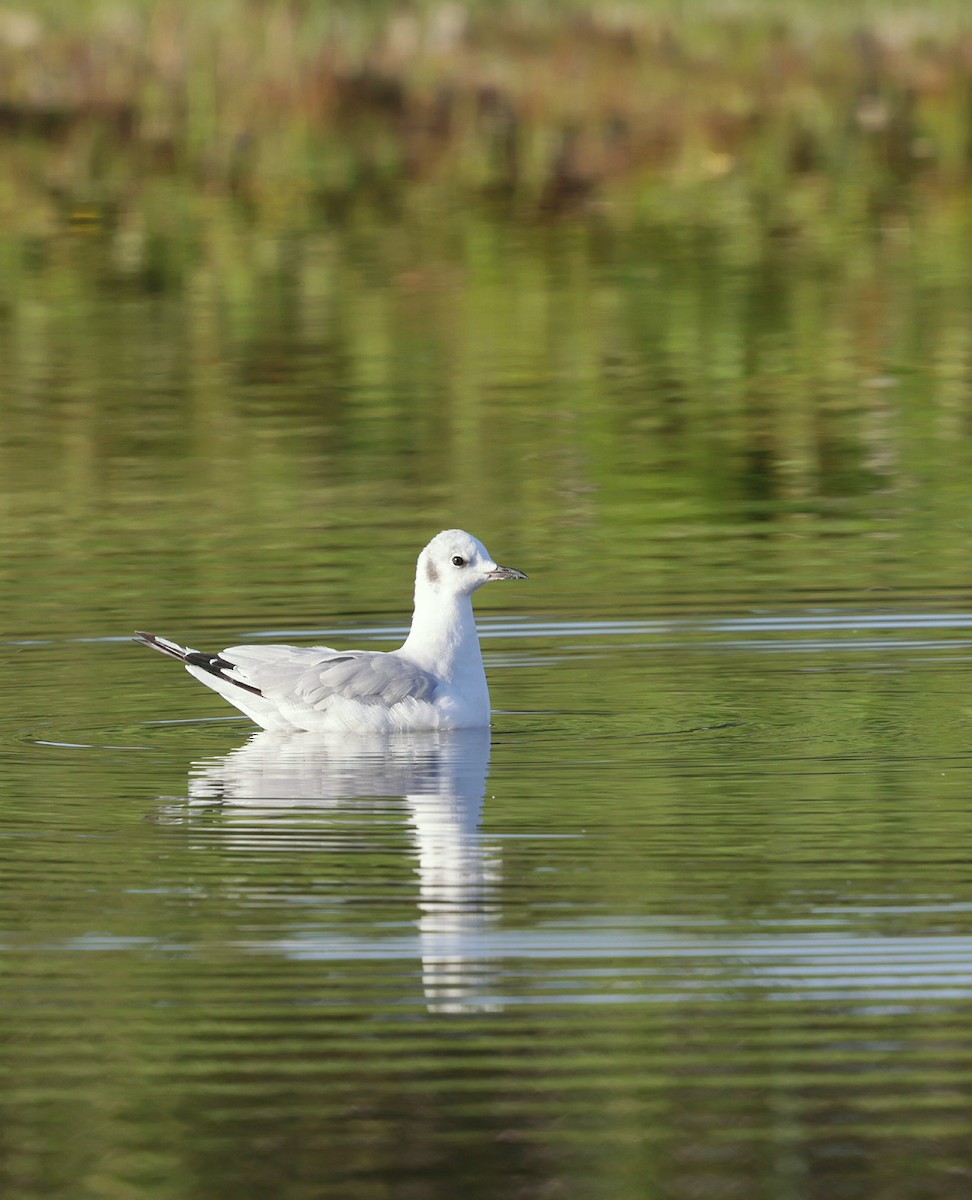 Bonaparte's Gull - ML639489308