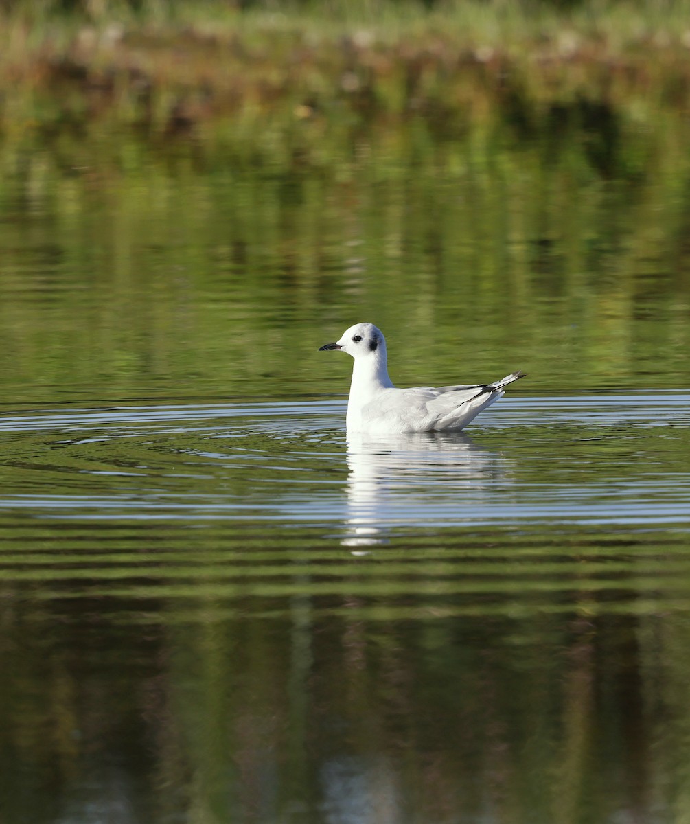 Bonaparte's Gull - ML639489311
