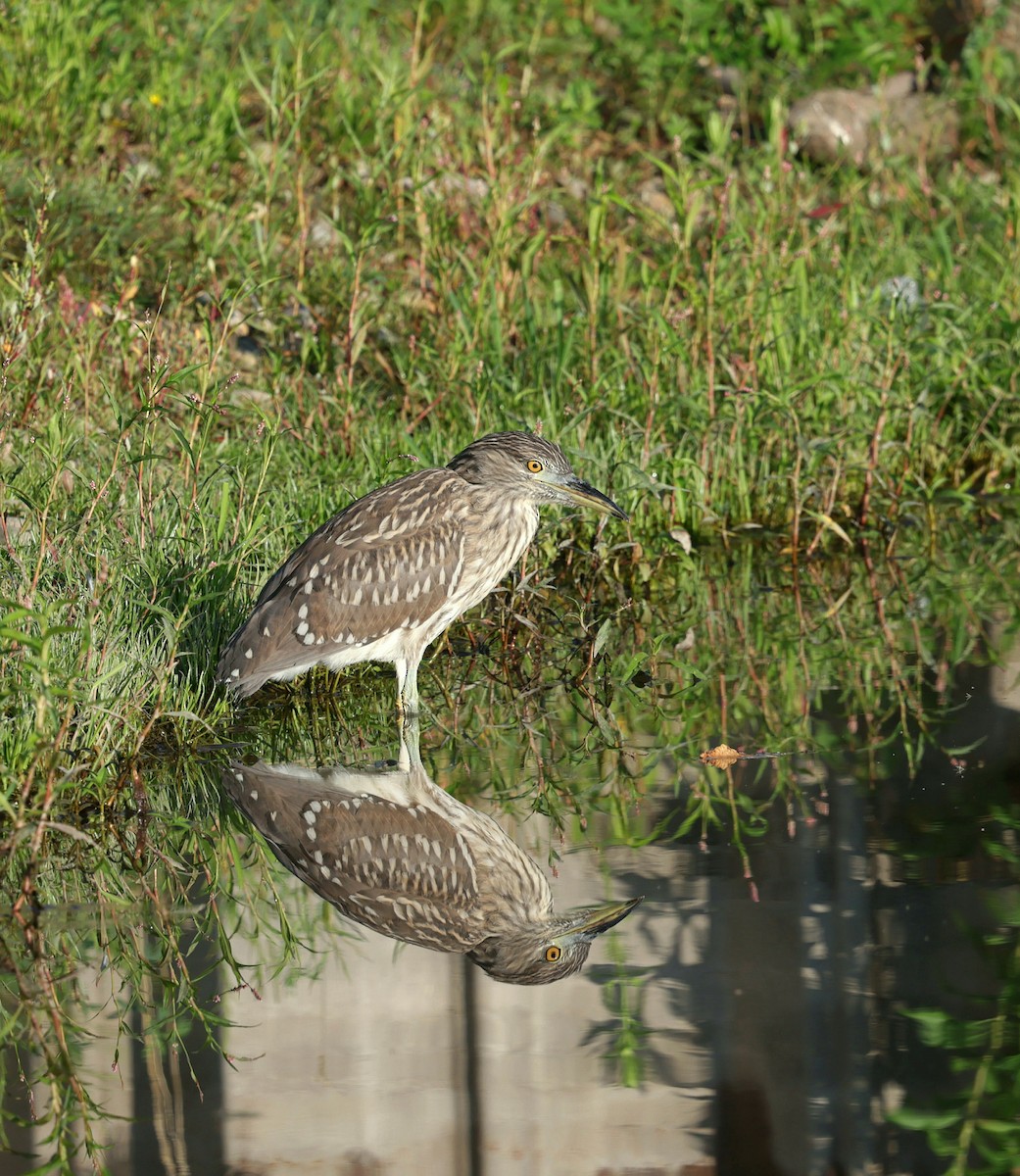 Black-crowned Night Heron - ML639489318