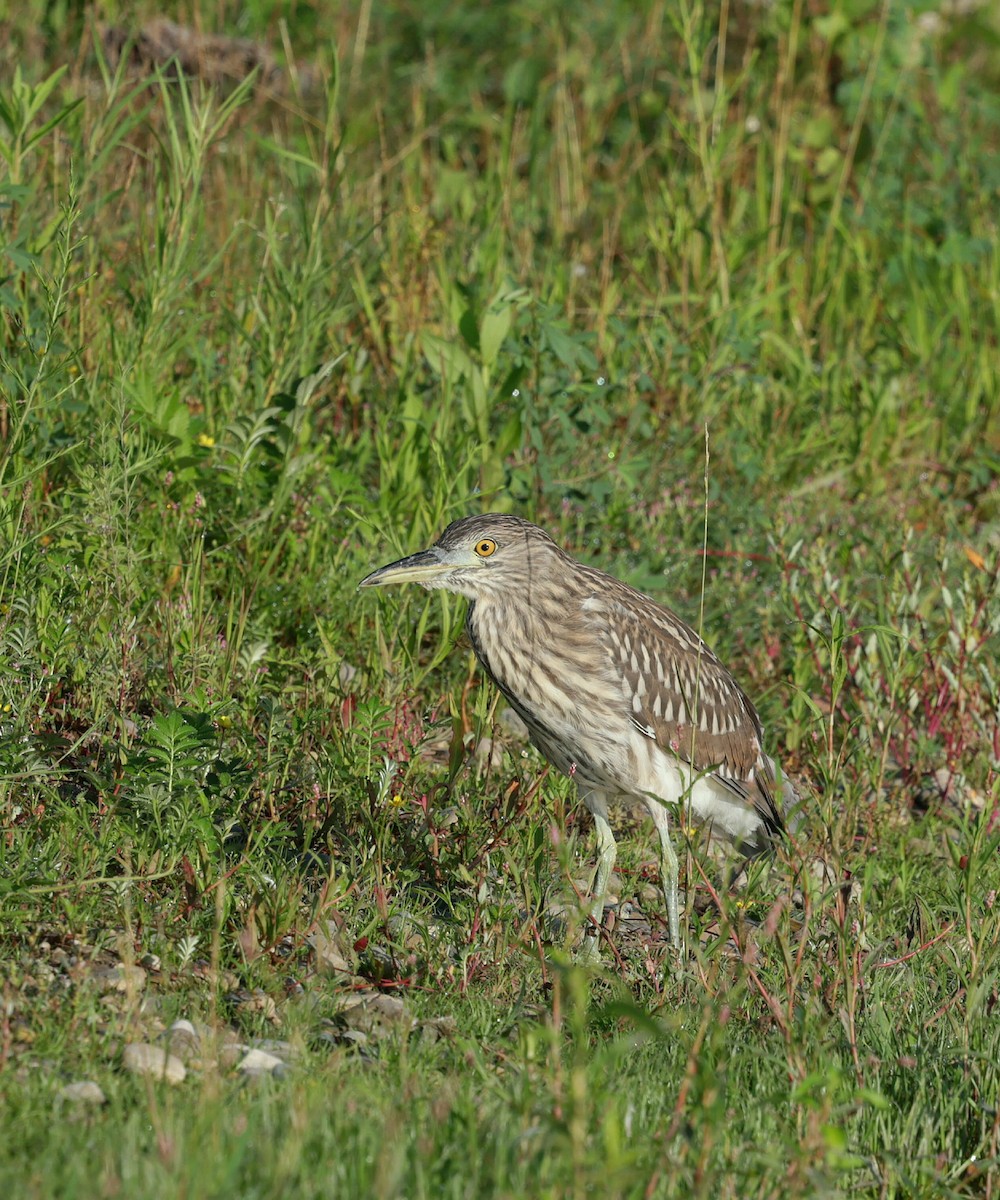 Black-crowned Night Heron - ML639489323
