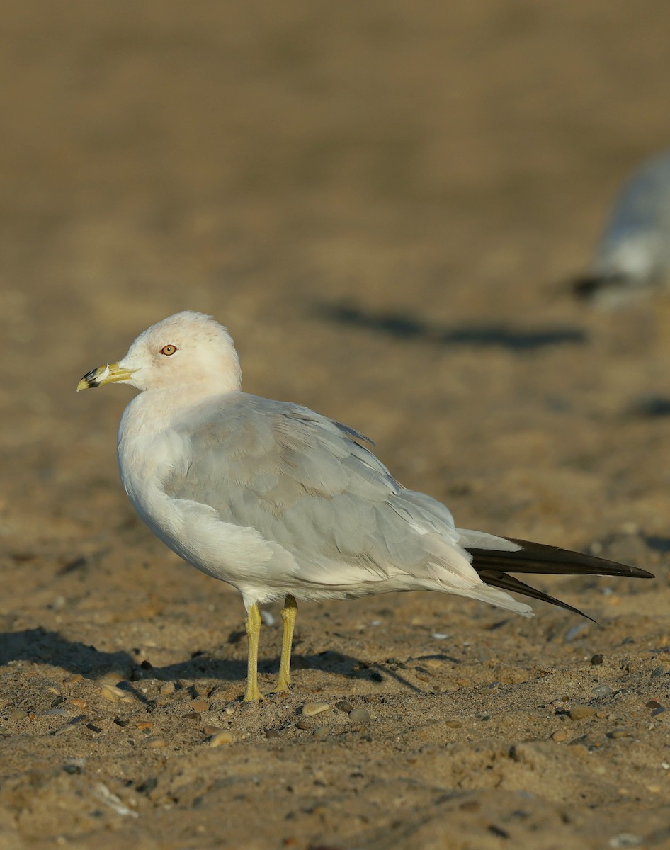 Ring-billed Gull - ML639489338