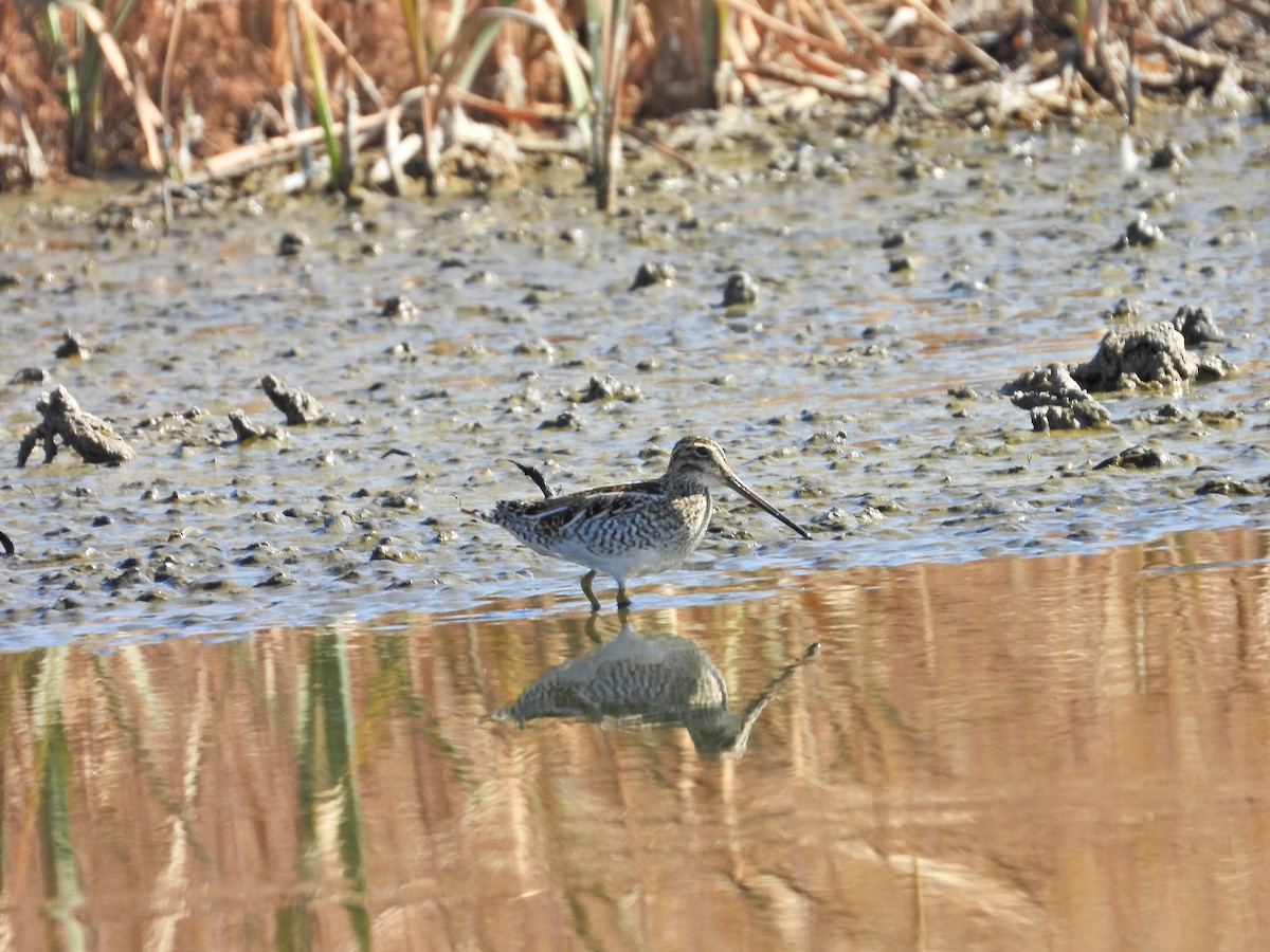 Pantanal Snipe - ML639489344