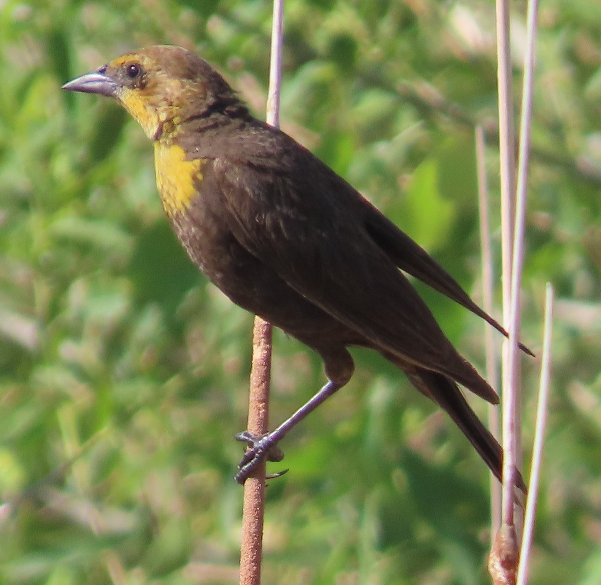 Yellow-headed Blackbird - ML639489459