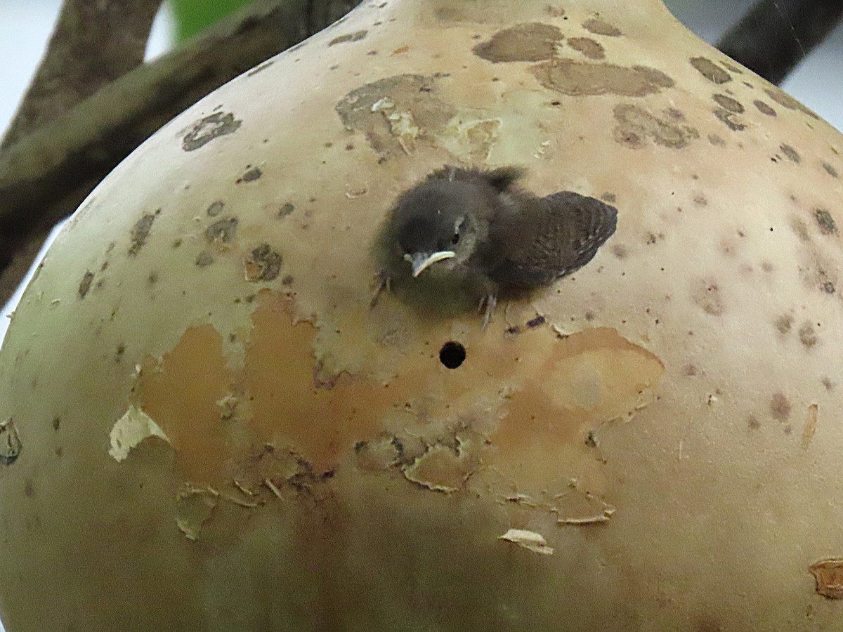 Northern House Wren - ML639489553