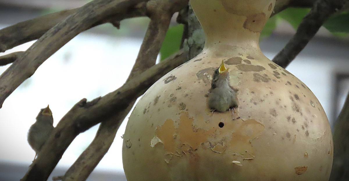 Northern House Wren - ML639489554