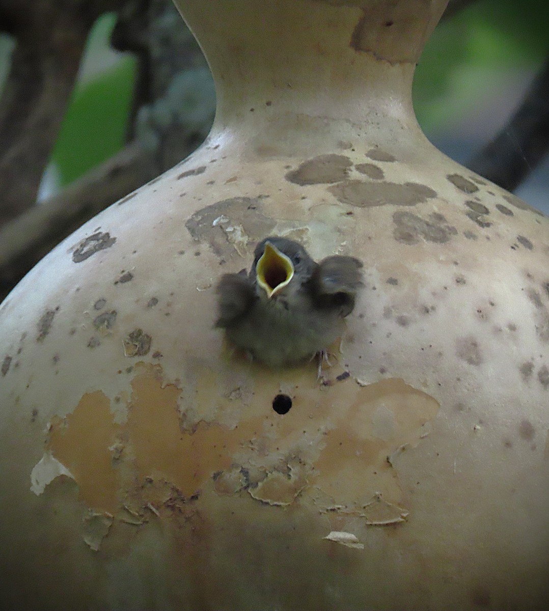 Northern House Wren - ML639489555
