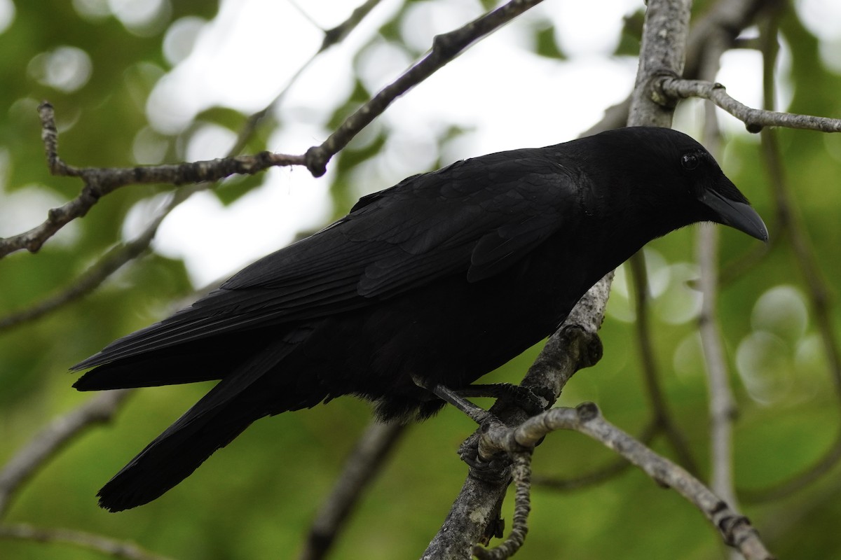 American Crow - ML639489592