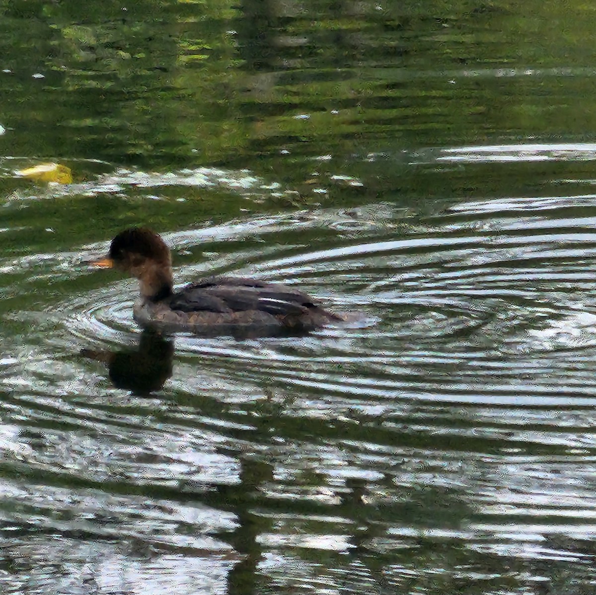 Hooded Merganser - ML639489594