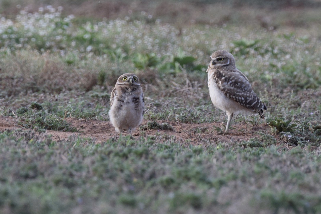 Burrowing Owl - ML639489598