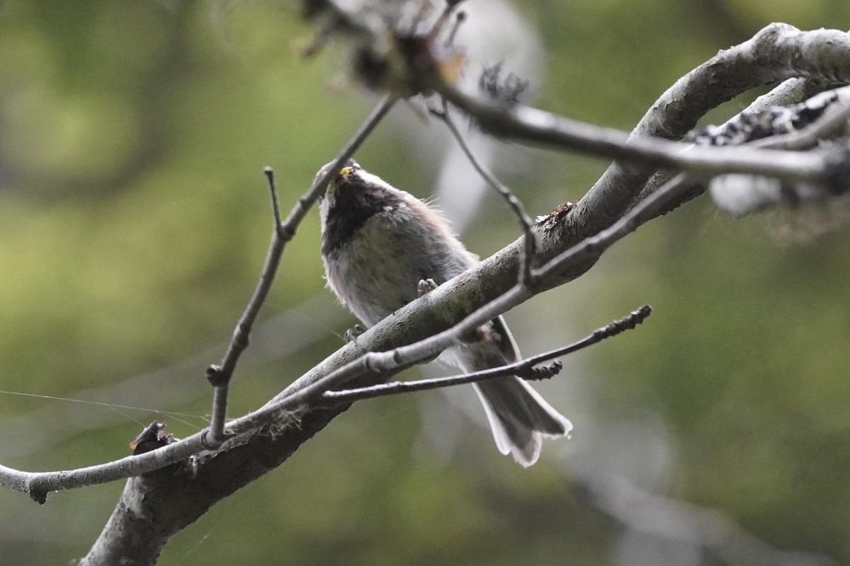 Chestnut-backed Chickadee - ML639489602