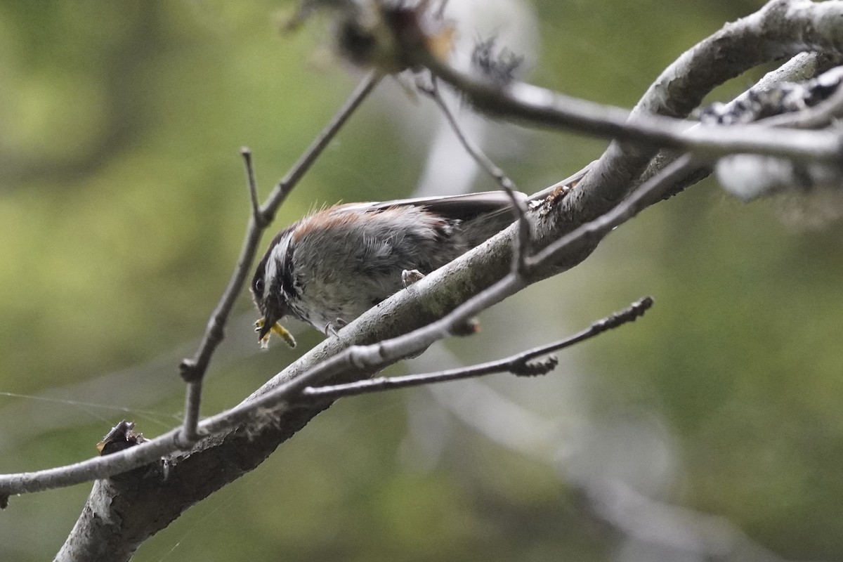 Chestnut-backed Chickadee - ML639489603