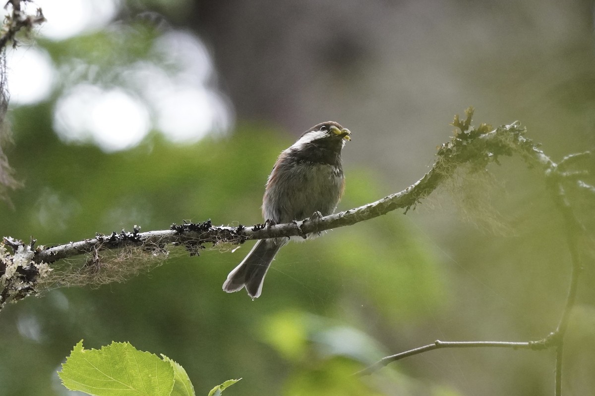Chestnut-backed Chickadee - ML639489604