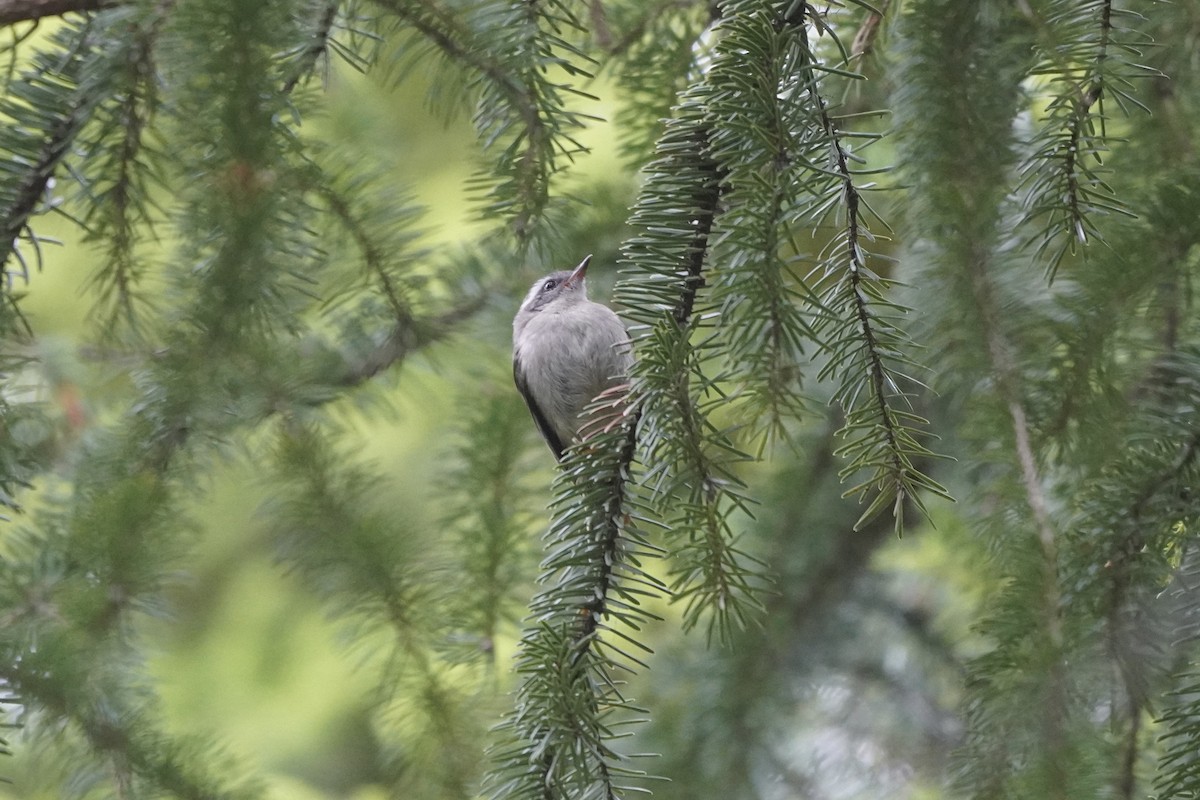 Chestnut-backed Chickadee - ML639489605