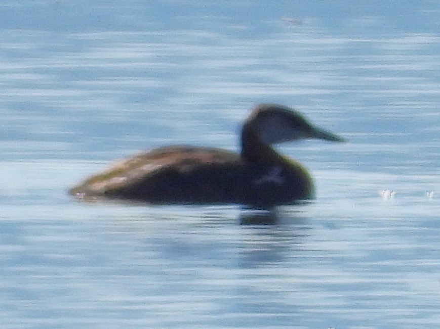 potápka rudokrká - ML639489613