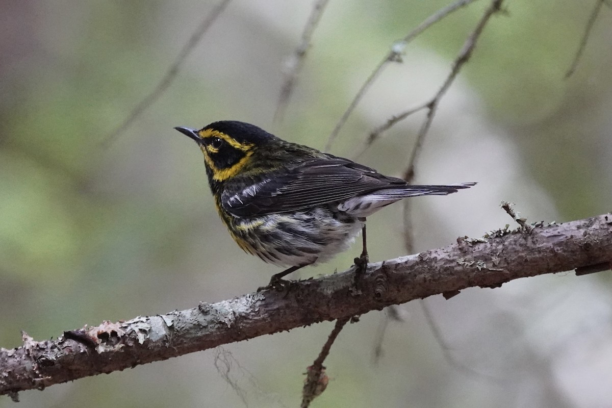 Townsend's Warbler - ML639489619