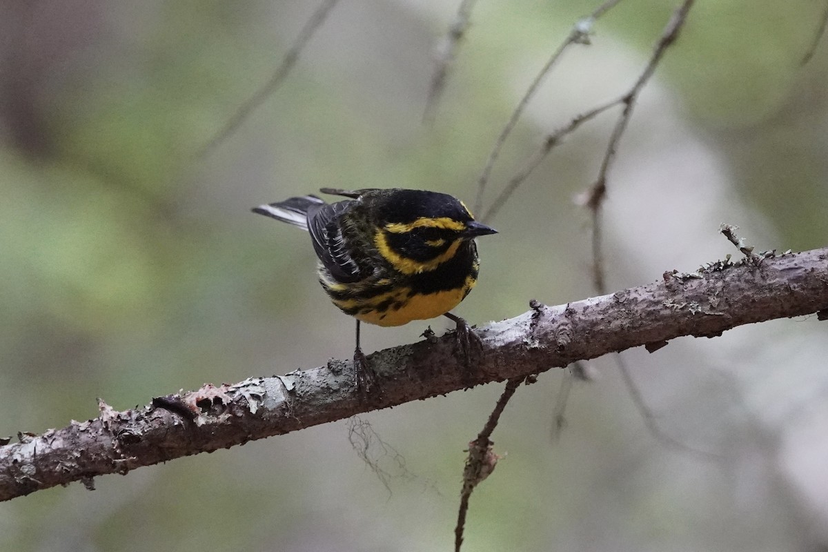 Townsend's Warbler - ML639489620