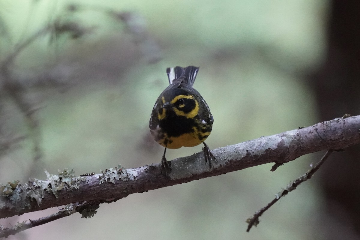 Townsend's Warbler - ML639489621