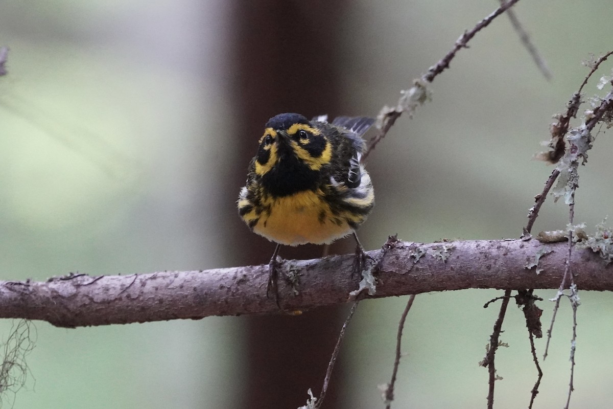 Townsend's Warbler - ML639489622