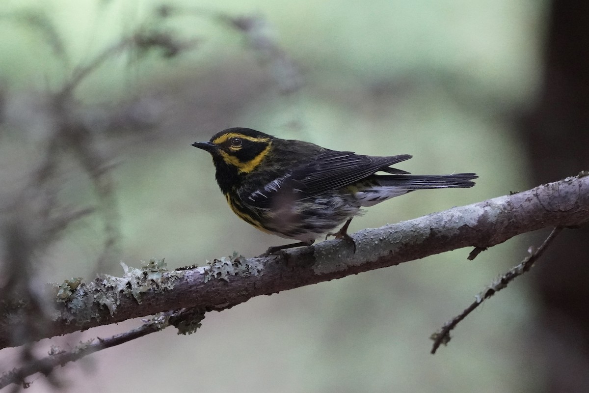 Townsend's Warbler - ML639489624