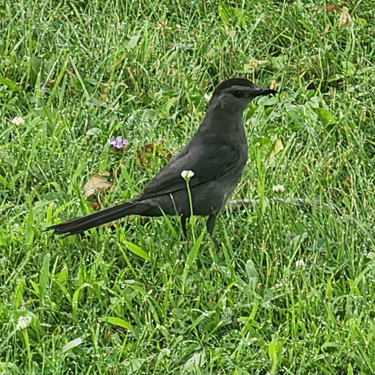 Gray Catbird - ML639489625
