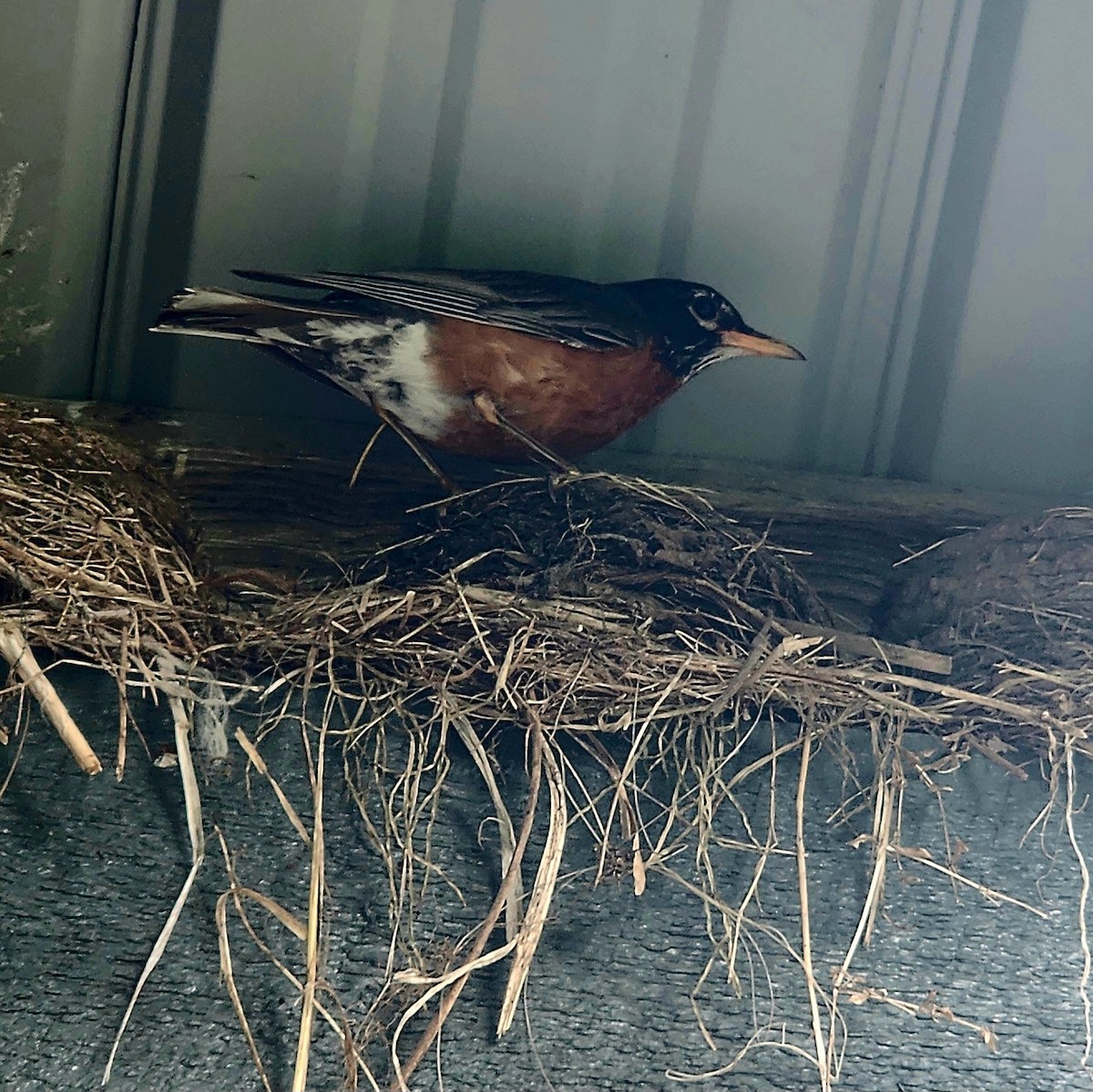 American Robin - ML639489628