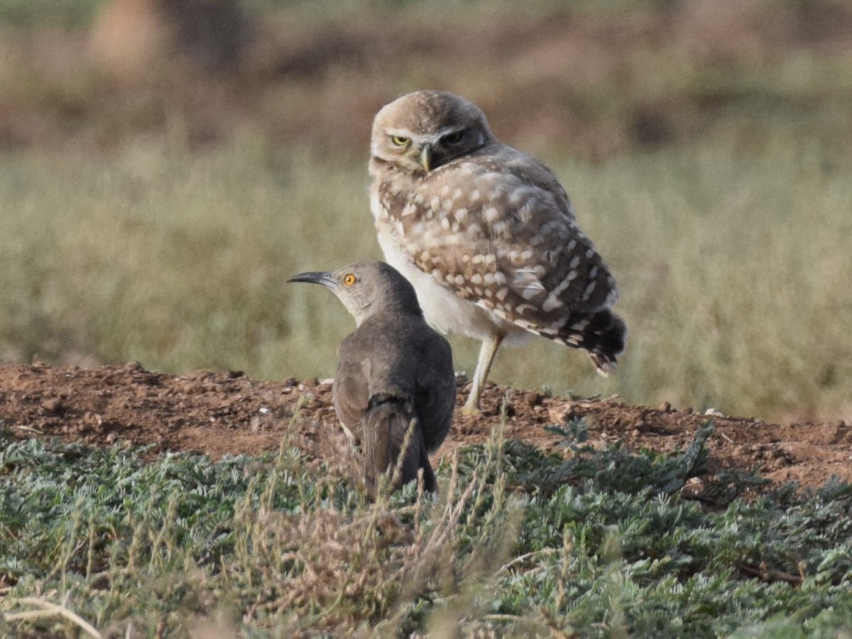 Burrowing Owl - ML639489644