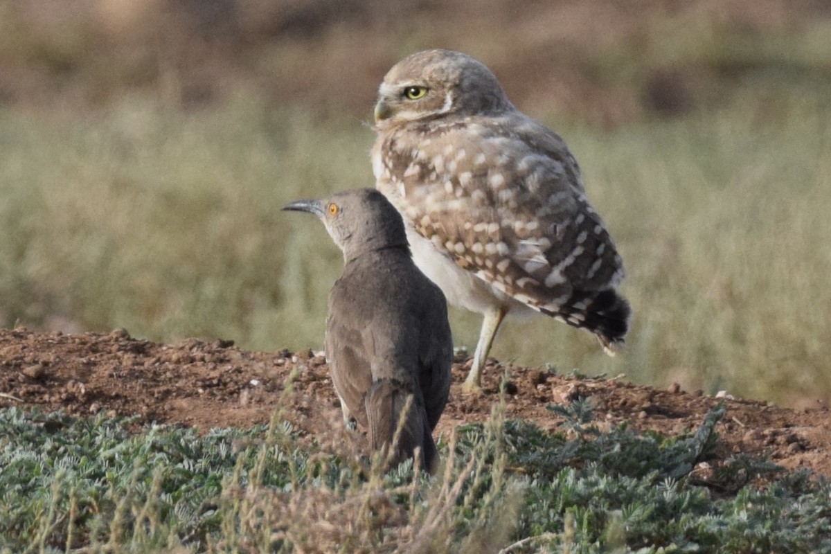 Burrowing Owl - ML639489645