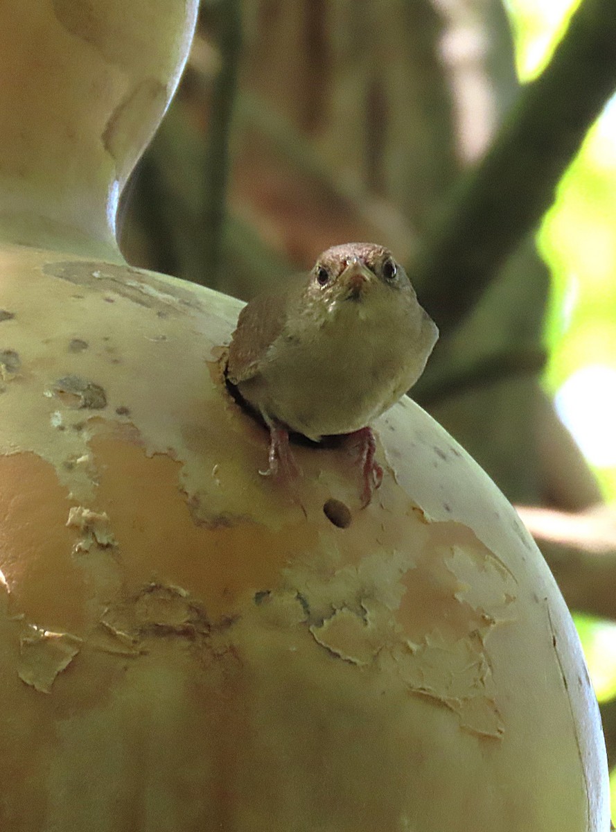 Northern House Wren - ML639489658