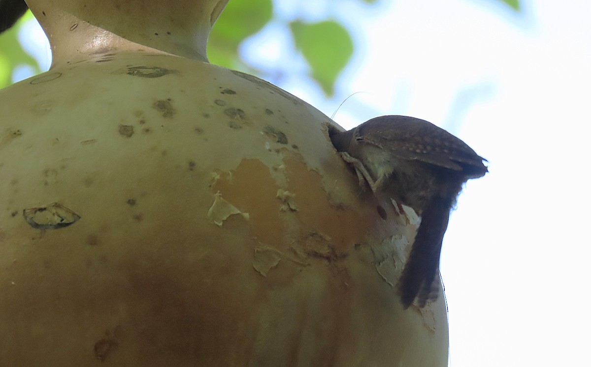 Northern House Wren - ML639489660