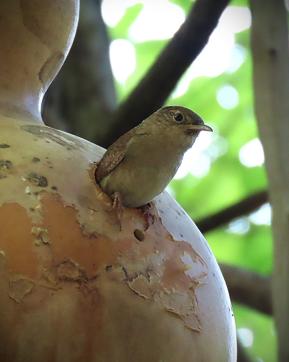 Northern House Wren - ML639489662