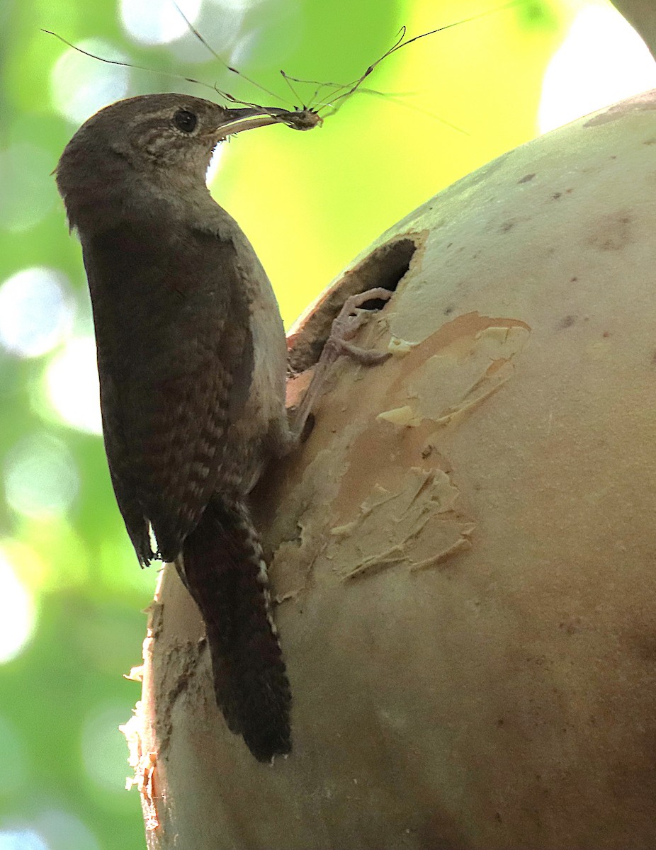 Northern House Wren - ML639489664