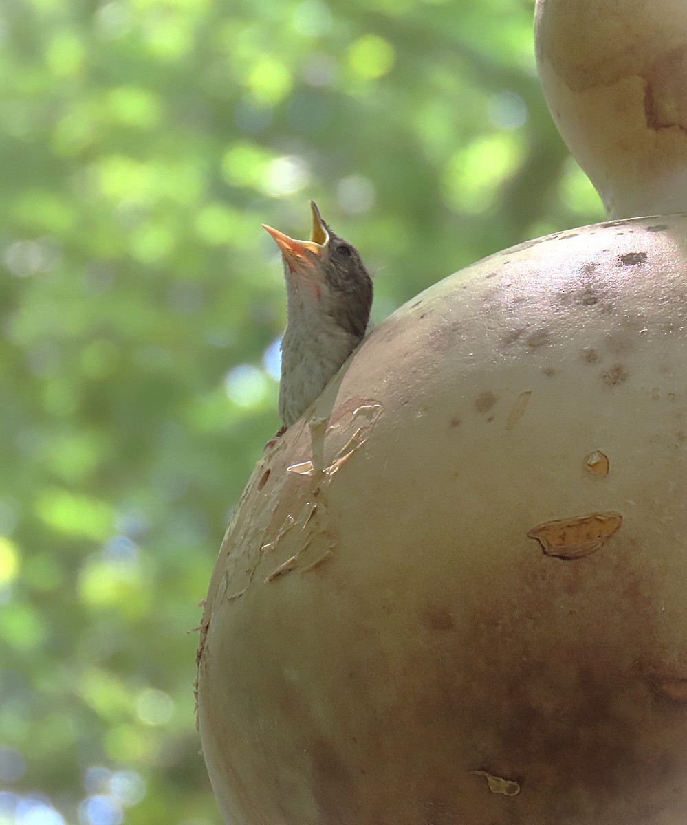 Northern House Wren - ML639489665