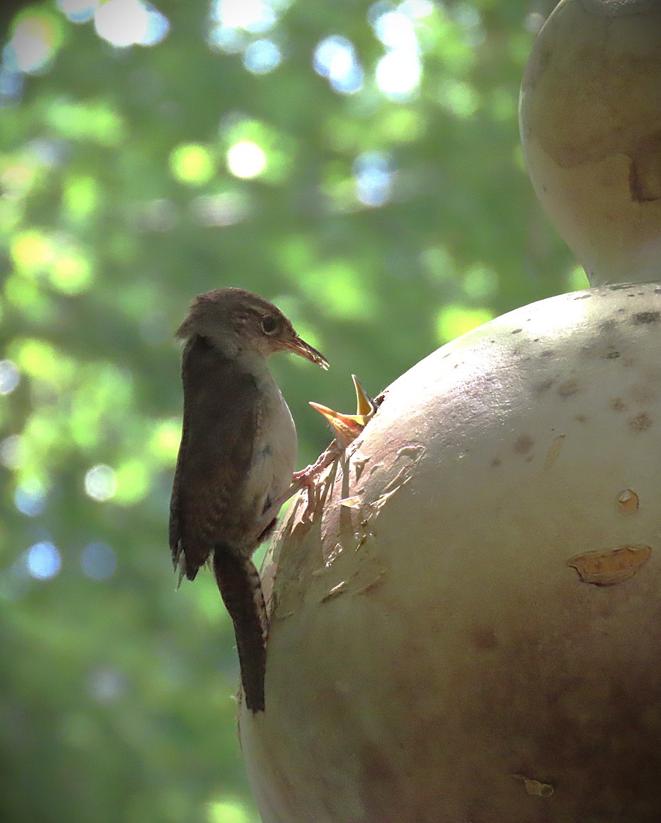 Northern House Wren - ML639489667