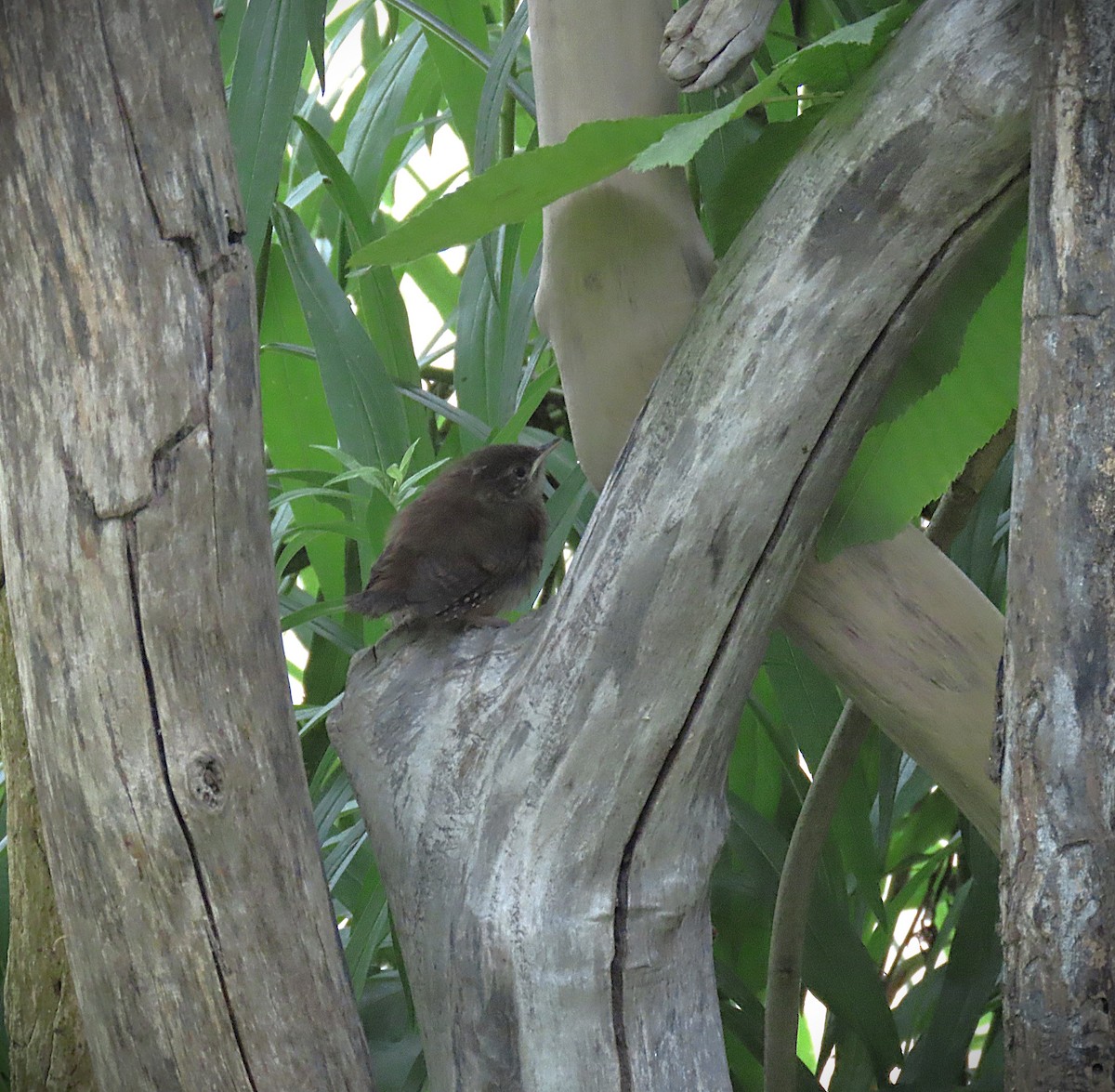 Northern House Wren - ML639489669