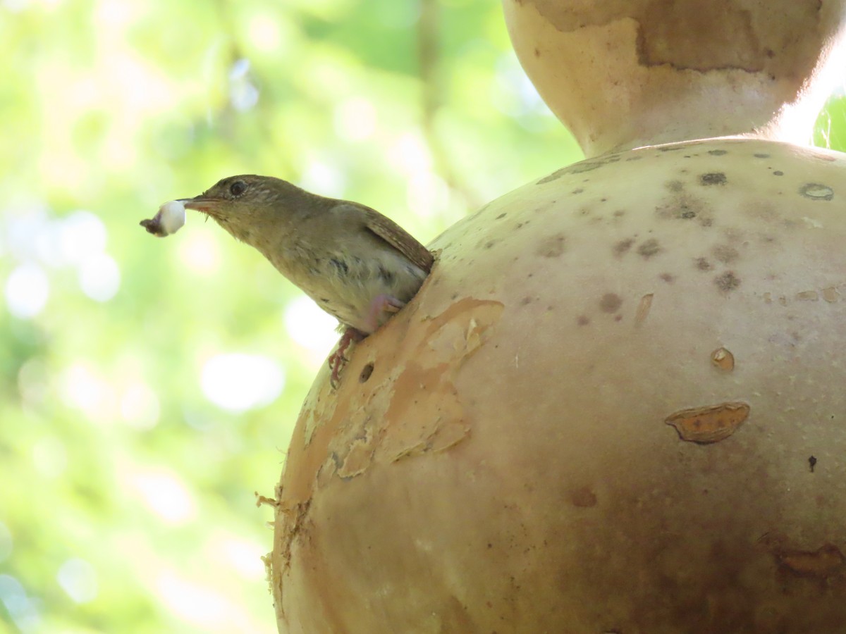 Northern House Wren - ML639489670