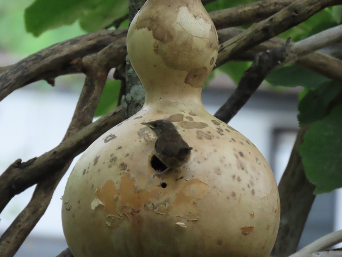Northern House Wren - ML639489671