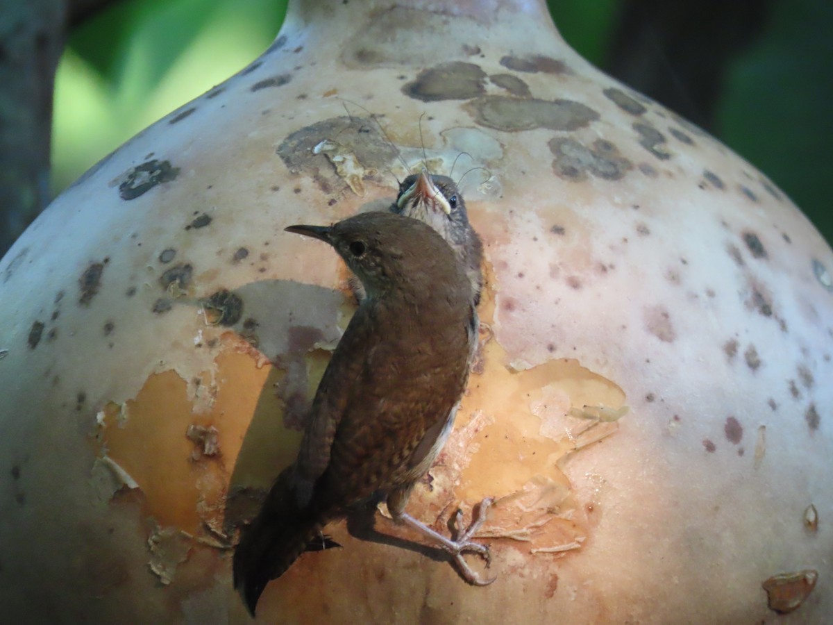 Northern House Wren - ML639489672