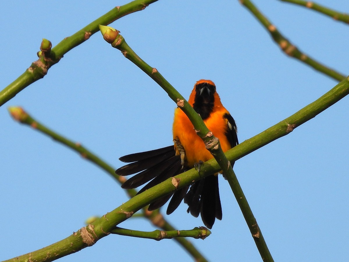Orange Oriole - ML639489707